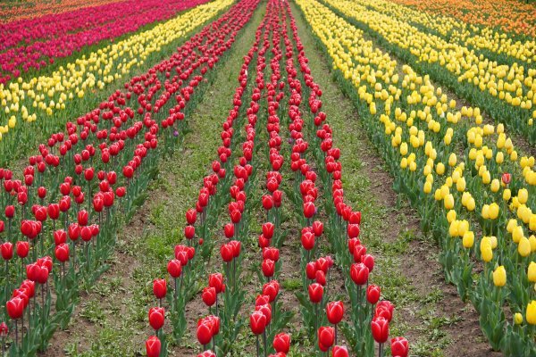 Tulip Garden Srinagar Guide